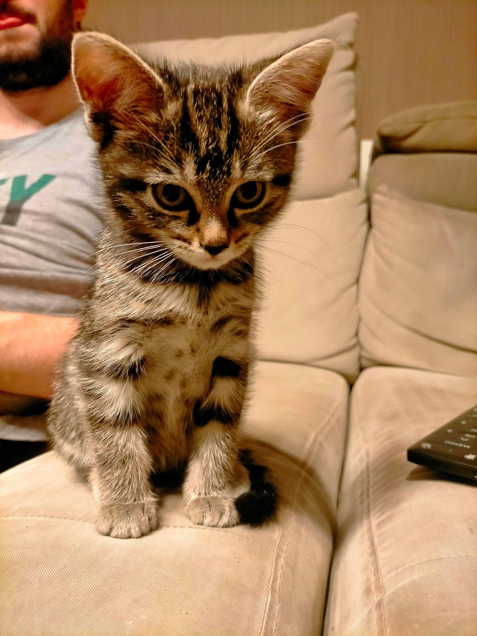 Mirajane a rejoint le concours — aidez-le/la à gagner de superbes lots ! beard, carnivore, cat, claw, comfort, couch, domestic_short_haired_cat, felidae, fur, gesture, hat, paw, sitting, small_to_medium_sized_cats, snout, t_shirt, tail, whiskers