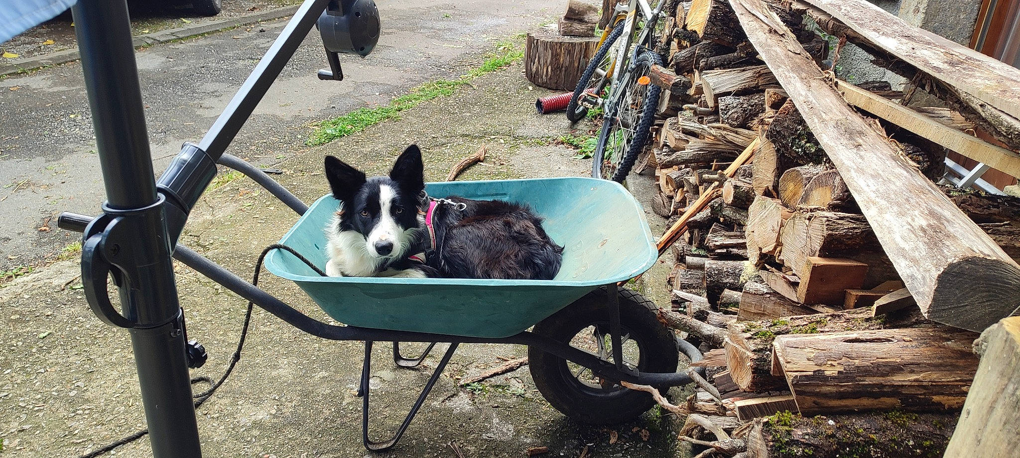 Bulle participe au concours pour gagner de l'argent avec cette photo : automotive_tire, automotive_wheel_system, canidae, carnivore, chair, companion_dog, dog, dog_breed, dog_supply, grass, herding_dog, leisure, plant, soil, sporting_group, tire, wheel, wheelbarrow, wood, working_animal
