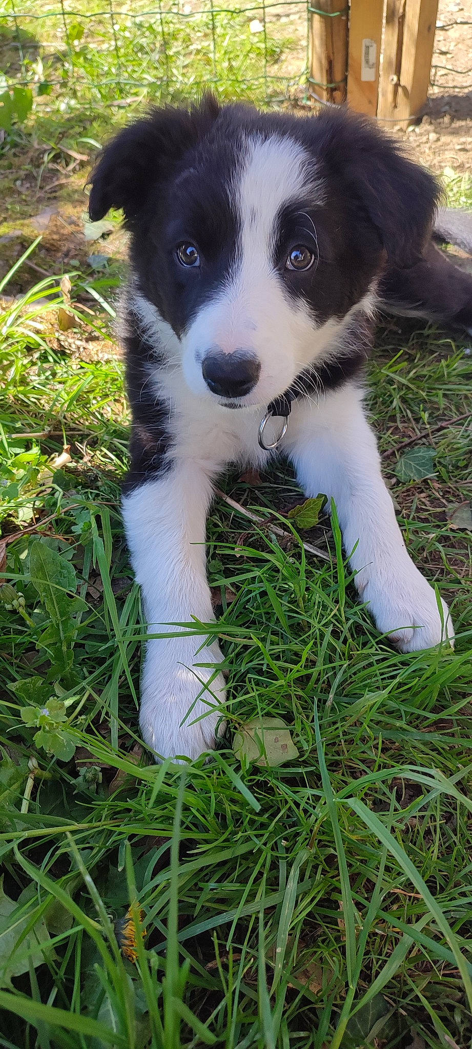 Bulle a rejoint le concours — aidez-le/la à gagner de superbes lots ! border_collie, canidae, carnivore, companion_dog, dog, dog_breed, grass, groundcover, herding_dog, plant, puppy, snout, sporting_group, whiskers, working_animal, working_dog