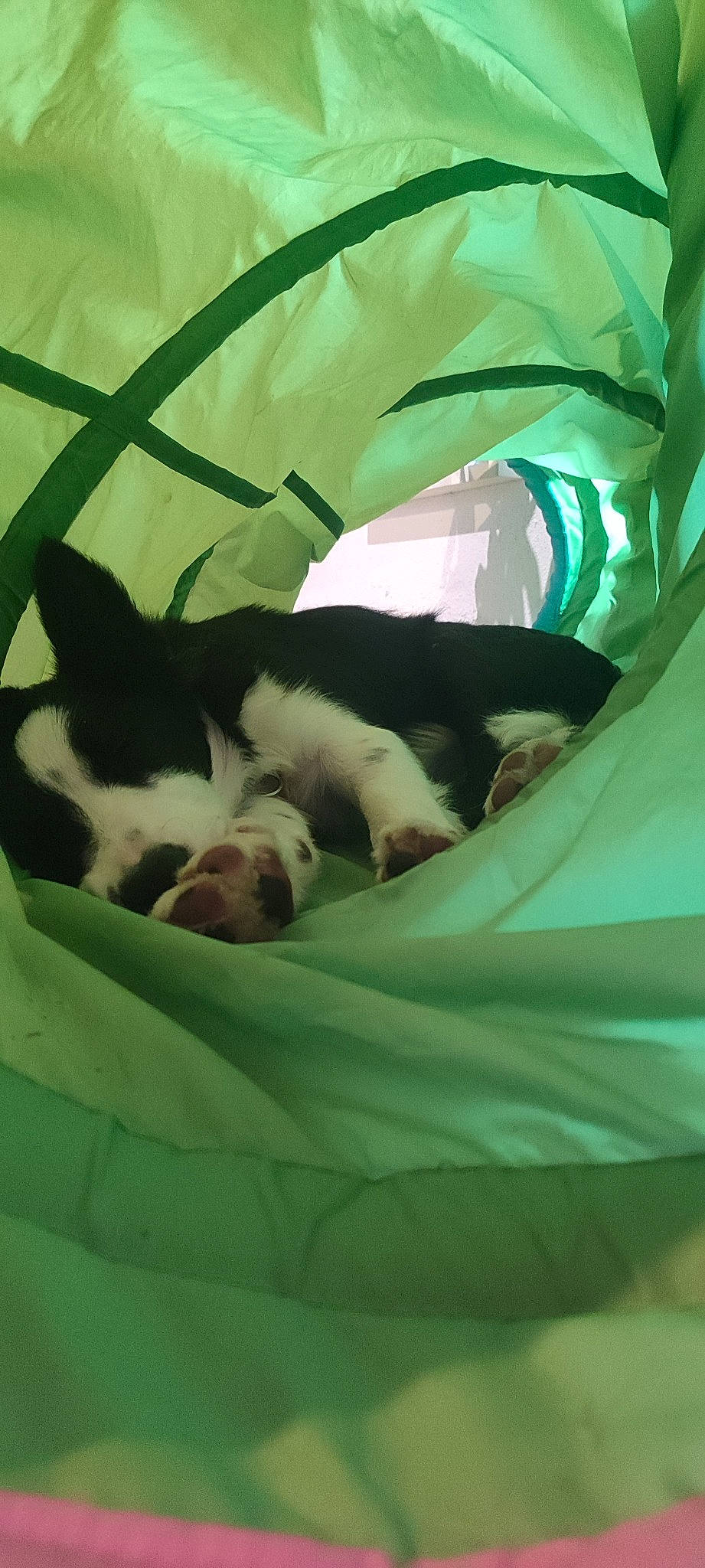 Bulle participe au concours pour gagner de l'argent avec cette photo : bored, boston_terrier, canidae, carnivore, comfort, companion_dog, dog, dog_breed, fawn, felidae, grass, linens, nap, small_to_medium_sized_cats, sporting_group, tail, terrestrial_animal, tints_and_shades, toy_dog, whiskers