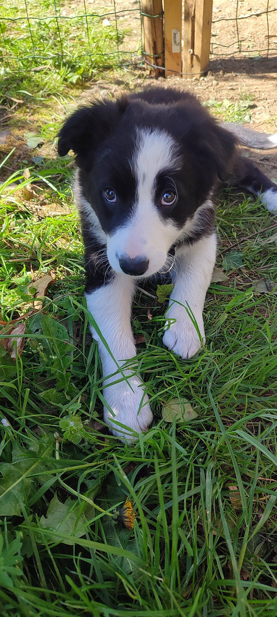 Bulle a rejoint le concours — aidez-le/la à gagner de superbes lots ! australian_collie, borador, border_collie, canidae, carnivore, companion_dog, dog, dog_breed, grass, grassland, groundcover, herding_dog, plant, puppy, soil, sporting_group, whiskers, working_animal, working_dog