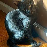 Luna is registered to the contest to win money with this photo: black_cat, cat, pet, animal, indoor, wooden_floor, sunlight, shadow, wall, curious, sitting, fur, whiskers, tail, ears, eyes, domestic_cat, quiet, natural_light, close_up