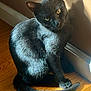 black_cat, cat, pet, animal, indoor, wooden_floor, sunlight, shadow, wall, curious, sitting, fur, whiskers, tail, ears, eyes, domestic_cat, quiet, natural_light, close_up