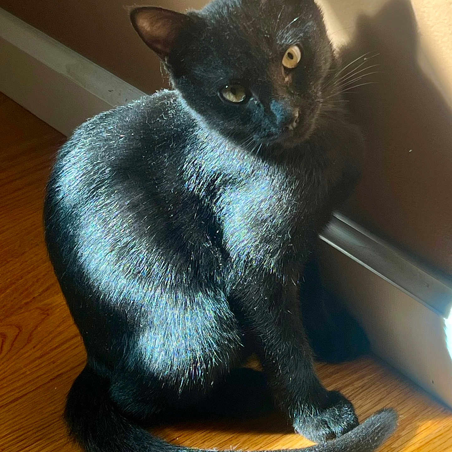Luna is registered to the contest to win money with this photo: animal, black_cat, cat, close_up, curious, domestic_cat, ears, eyes, fur, indoor, natural_light, pet, quiet, shadow, sitting, sunlight, tail, wall, whiskers, wooden_floor