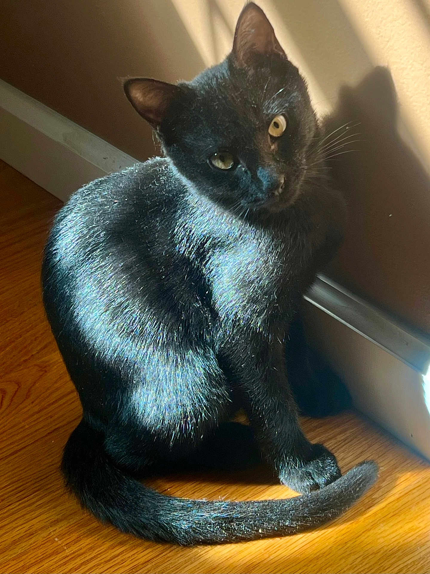 Luna is registered to the contest to win money with this photo: black_cat, cat, pet, animal, indoor, wooden_floor, sunlight, shadow, wall, curious, sitting, fur, whiskers, tail, ears, eyes, domestic_cat, quiet, natural_light, close_up