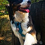 Filou a rejoint le concours — aidez-le/la à gagner de superbes lots ! dog, animal, outdoor, nature, greenery, sunlight, happy, tongue_out, paw, human_hand, wood, fence, fur, black, white, brown, harness, pet, friendly, summer