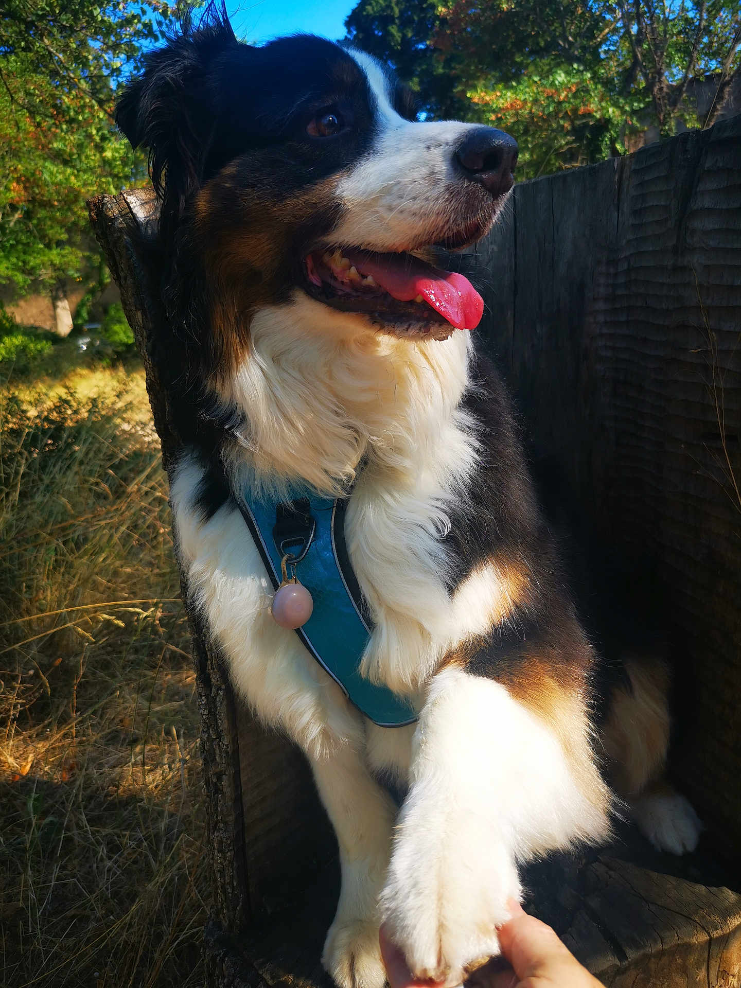 Filou a rejoint le concours — aidez-le/la à gagner de superbes lots ! dog, animal, outdoor, nature, greenery, sunlight, happy, tongue_out, paw, human_hand, wood, fence, fur, black, white, brown, harness, pet, friendly, summer