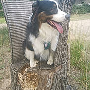 Filou participe au concours pour gagner de l'argent avec cette photo : dog, animal, outdoor, nature, wood, tree_stump, grass, pet, happy, tongue_out, fur, sitting, tricolor, canine, collar, rustic, greenery, daylight, smile, bench