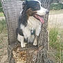 dog, animal, outdoor, nature, wood, tree_stump, grass, pet, happy, tongue_out, fur, sitting, tricolor, canine, collar, rustic, greenery, daylight, smile, bench