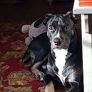 Benali is registered to the contest to win money with this photo: animal, black_dog, carpet, dog, ears, eyes, floor, fur, home, indoor, laying_down, nose, pet, plush_toy, quiet, relaxed, shadow, sunlight, table, white_chest