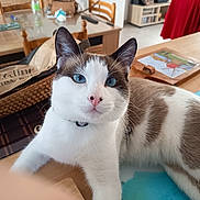 Arlo participe au concours pour gagner de l'argent avec cette photo : blue_eyes, brown_fur, cat, close_up, collar, cozy, curious, domestic, domestic_cat, feline, fur_pattern, household, indoor, looking_at_camera, mammal, pet, relaxed, table, white_fur, wooden_chair