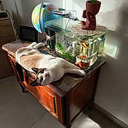 Arlo a rejoint le concours — aidez-le/la à gagner de superbes lots ! cat, fish_tank, fish, wooden_table, globe, plant, aquarium, indoor, sunlight, shadow, decor, pet, animal, relaxed, furniture, tile_floor, houseplant, ornament, domestic, curiosity