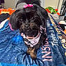 dog, small_dog, black_dog, pink_bow, pink_harness, pet, bed, blanket, indoor, cute, fur, animal, looking_at_camera, toy, collar, tag, furniture, cozy, domestic_animal, portrait