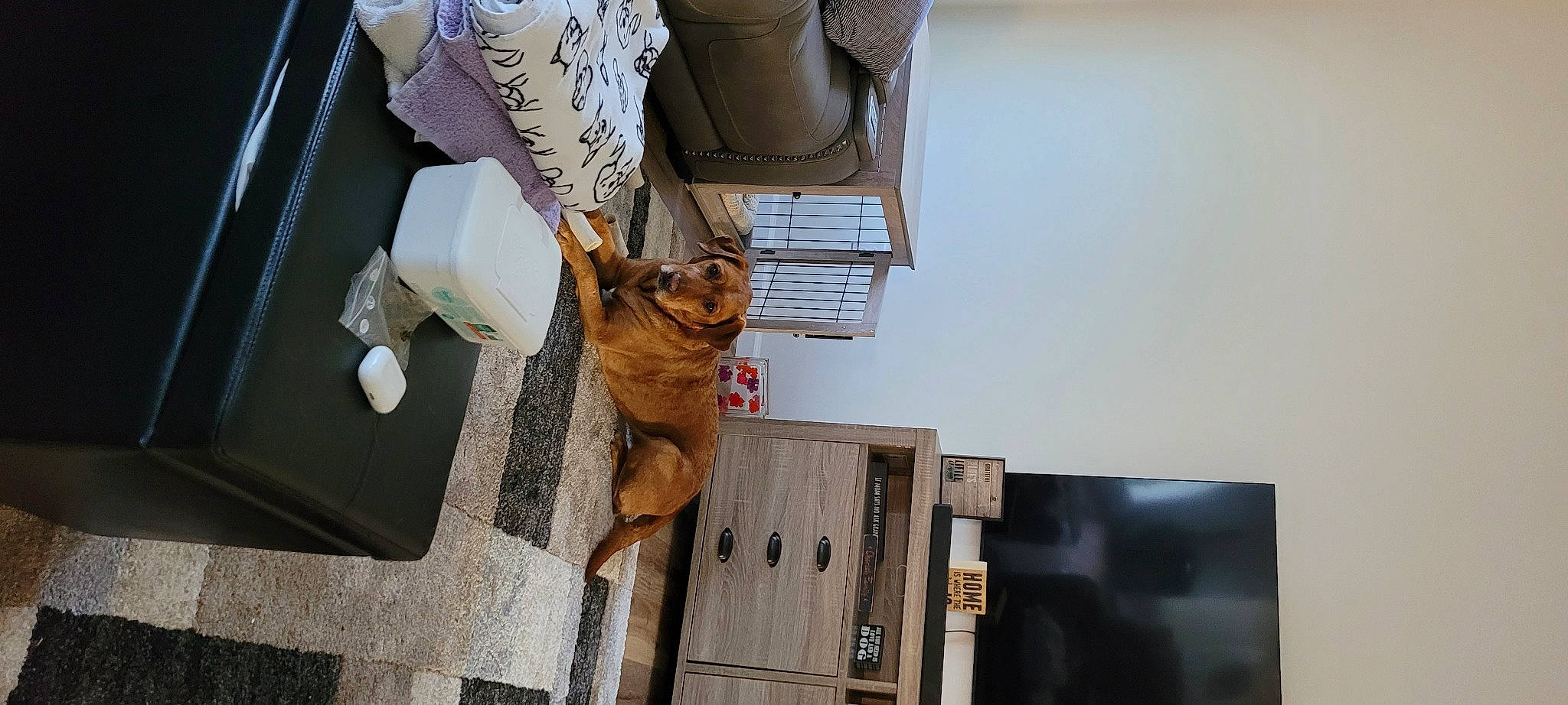 Daisy joined the competition — help win amazing prizes! bag, carnivore, cat, comfort, companion_dog, dog_breed, eyewear, fawn, felidae, flooring, fur, glasses, human_leg, room, sitting, small_to_medium_sized_cats, tail, toy, whiskers, wood