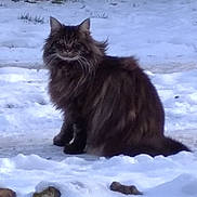 Misao a rejoint le concours — aidez-le/la à gagner de superbes lots ! animal, brown_fur, cat, cold_weather, ears, fluffy, ground, long_hair, mammal, nature, outdoors, pet, portrait, sitting, snow, tabby, tail, tree, whiskers, winter