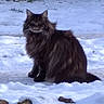 animal, brown_fur, cat, cold_weather, ears, fluffy, ground, long_hair, mammal, nature, outdoors, pet, portrait, sitting, snow, tabby, tail, tree, whiskers, winter
