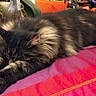 Misao participe au concours pour gagner de l'argent avec cette photo : black_cat, cat, cozy, ears, fluffy, furniture, home, indoor, long_hair, lying_down, paws, pink, plant, red, relaxed, resting, sleeping, table, tablecloth, whiskers
