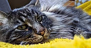 Misao a rejoint le concours — aidez-le/la à gagner de superbes lots ! animal, cat, close_up, ears, face, fluffy, fur, green_eyes, indoors, long_hair, lying_down, nose, pet, photography, portrait, relaxed, resting, tabby_cat, whiskers, yellow_blanket