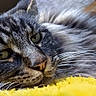 animal, cat, close_up, ears, face, fluffy, fur, green_eyes, indoors, long_hair, lying_down, nose, pet, photography, portrait, relaxed, resting, tabby_cat, whiskers, yellow_blanket