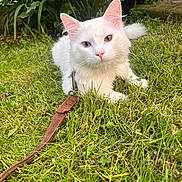 Franklin is registered to the contest to win money with this photo: amber_eye, animal, blue_eye, cat, closeup, ears, feline, fluffy, garden, grass, greenery, heterochromia, leash, nature, nose, outdoor, pet, portrait, relaxed, white_cat