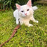 amber_eye, animal, blue_eye, cat, closeup, ears, feline, fluffy, garden, grass, greenery, heterochromia, leash, nature, nose, outdoor, pet, portrait, relaxed, white_cat
