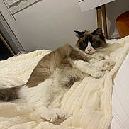 Ulys participe au concours pour gagner de l'argent avec cette photo : cat, fluffy, blue_eyes, blanket, indoor, furniture, desk, cozy, pet, relaxed, white, brown, fur, paw, bedroom, home, curtains, soft, lounging, animal