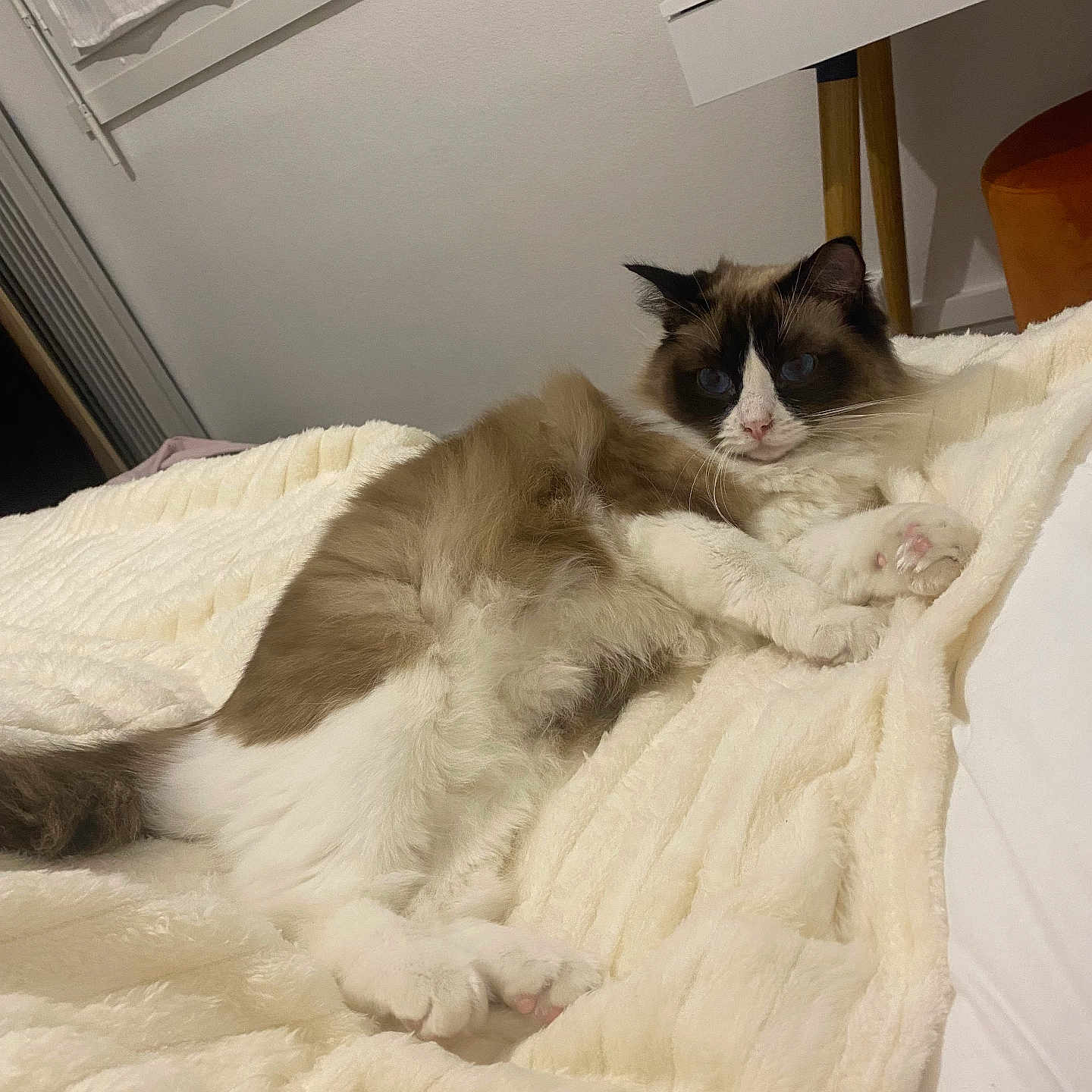 Ulys participe au concours pour gagner de l'argent avec cette photo : cat, fluffy, blue_eyes, blanket, indoor, furniture, desk, cozy, pet, relaxed, white, brown, fur, paw, bedroom, home, curtains, soft, lounging, animal