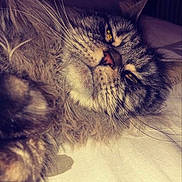 Pitaya a rejoint le concours — aidez-le/la à gagner de superbes lots ! cat, fluffy, pet, sleepy, whiskers, fur, closeup, indoor, bed, relaxed, animal, mammal, domestic, feline, resting, portrait, cute, face, laying, soft
