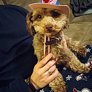 Shadow is registered to the contest to win money with this photo: brown, collar, couch, cowboy_hat, cozy, cute, dog, domestic_animal, fur, hat, holding, indoor, pajamas, person_hand, pet, relaxed, seated, small_dog, snowman_pattern, winter_clothing