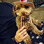 dog, pet, hat, cowboy_hat, person_hand, couch, pajamas, snowman_pattern, indoor, fur, collar, seated, brown, cute, small_dog, domestic_animal, cozy, holding, relaxed, winter_clothing