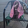 dog, small_dog, blanket, pink_blanket, green_blanket, chair, woven_chair, pet, indoor, porch, floor, stone_floor, fur, collar, tag, cute, sitting, animal, cozy, decor