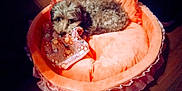 Shadow joined the competition — help win amazing prizes! animal, blanket, comfort, cozy, curled_up, cute, dog, frills, fur, home, indoor, lying_down, orange, pet_bed, relaxation, resting, ribbon, small_dog, soft_texture, wooden_floor