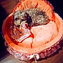 dog, pet_bed, blanket, orange, cozy, curled_up, fur, indoor, wooden_floor, cute, small_dog, comfort, resting, animal, soft_texture, frills, ribbon, lying_down, home, relaxation