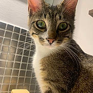 Marcel Pagnol participe au concours pour gagner de l'argent avec cette photo : animal_face, background, cat, cleaning_product, close_up, curious, domestic_animal, feline, fur, green_eyes, household, indoor, kitchen, pet, pink_nose, portrait, soap, tabby, tile_wall, whiskers