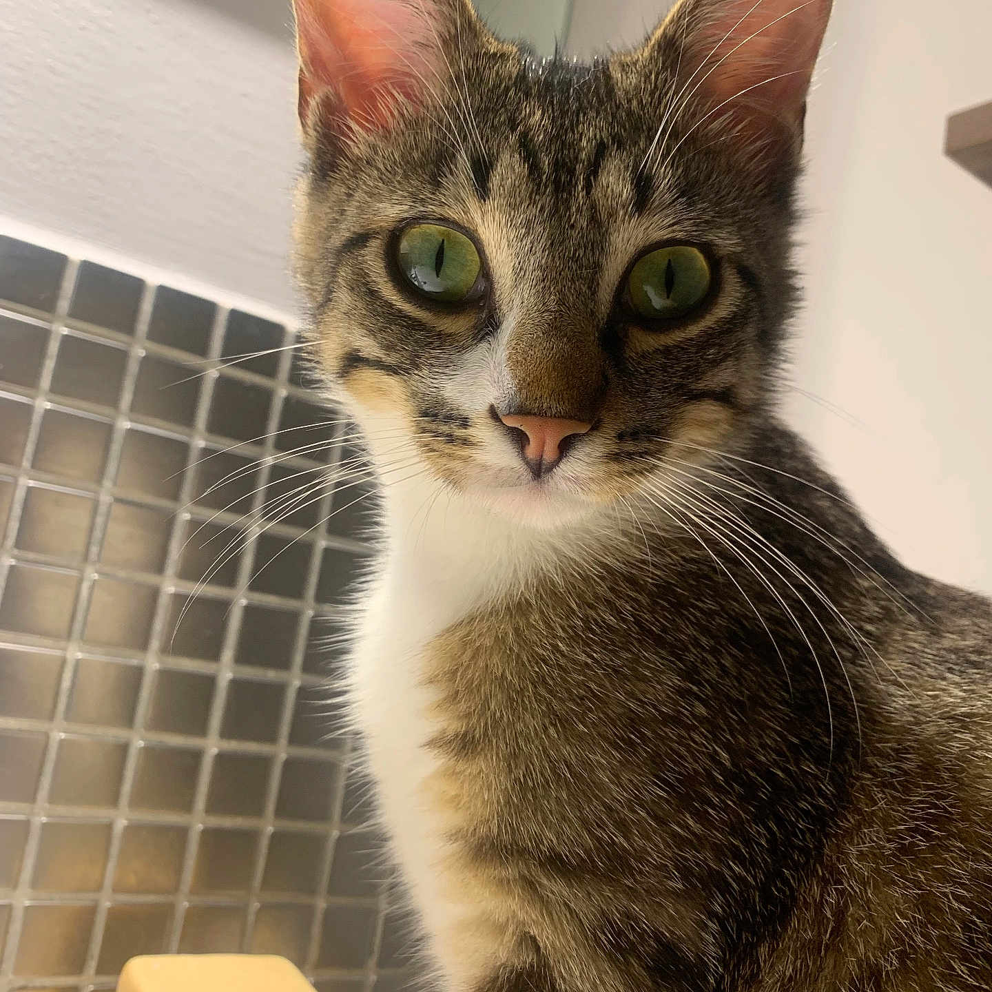 Marcel Pagnol participe au concours pour gagner de l'argent avec cette photo : animal_face, background, cat, cleaning_product, close_up, curious, domestic_animal, feline, fur, green_eyes, household, indoor, kitchen, pet, pink_nose, portrait, soap, tabby, tile_wall, whiskers