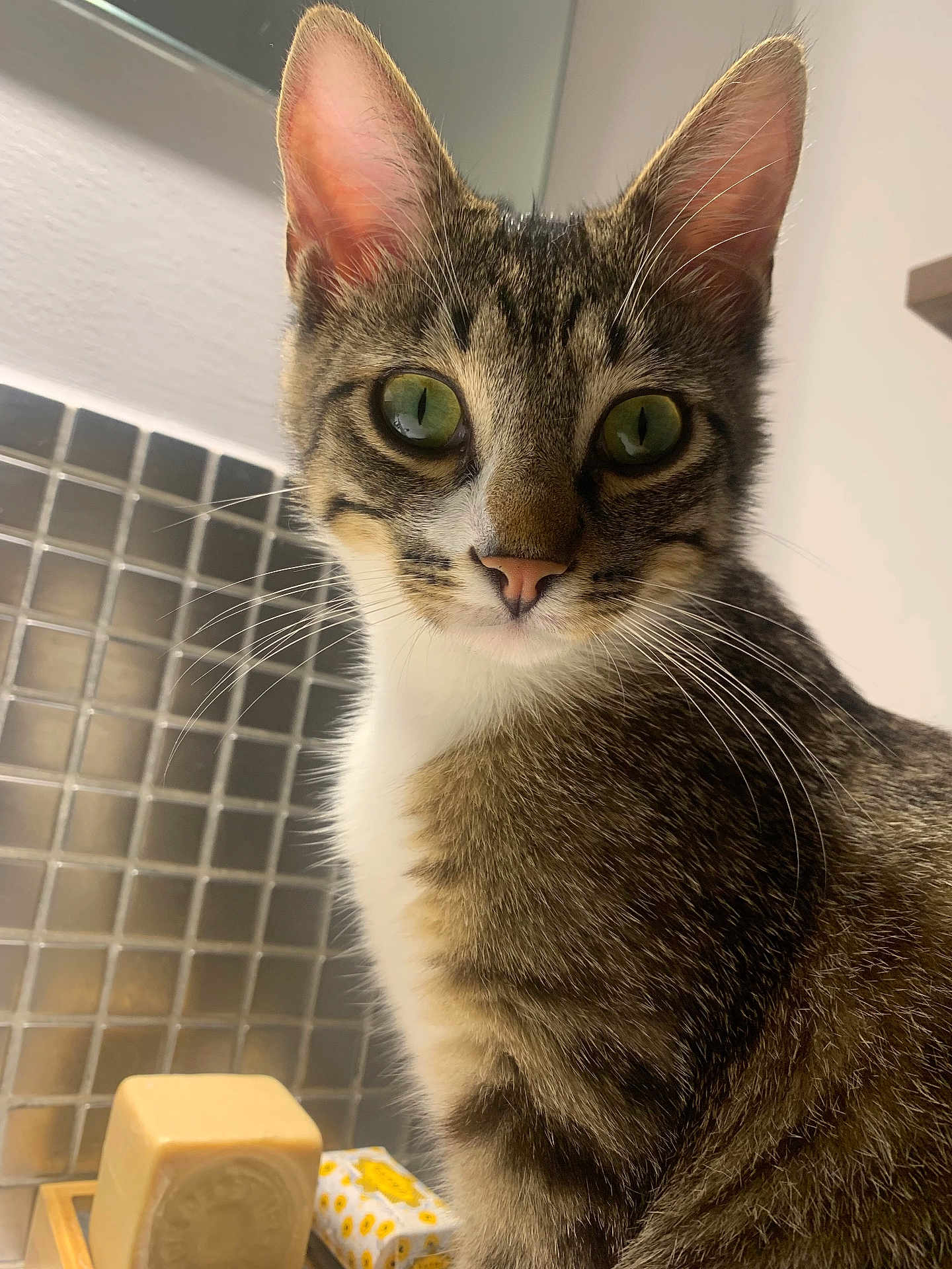 Marcel Pagnol participe au concours pour gagner de l'argent avec cette photo : animal_face, background, cat, cleaning_product, close_up, curious, domestic_animal, feline, fur, green_eyes, household, indoor, kitchen, pet, pink_nose, portrait, soap, tabby, tile_wall, whiskers
