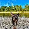 dog, puppy, blue_eyes, river, rocks, outdoor, nature, trees, sky, clouds, leash, walking, water, daylight, animal, canine, adventure, landscape, pet, summer
