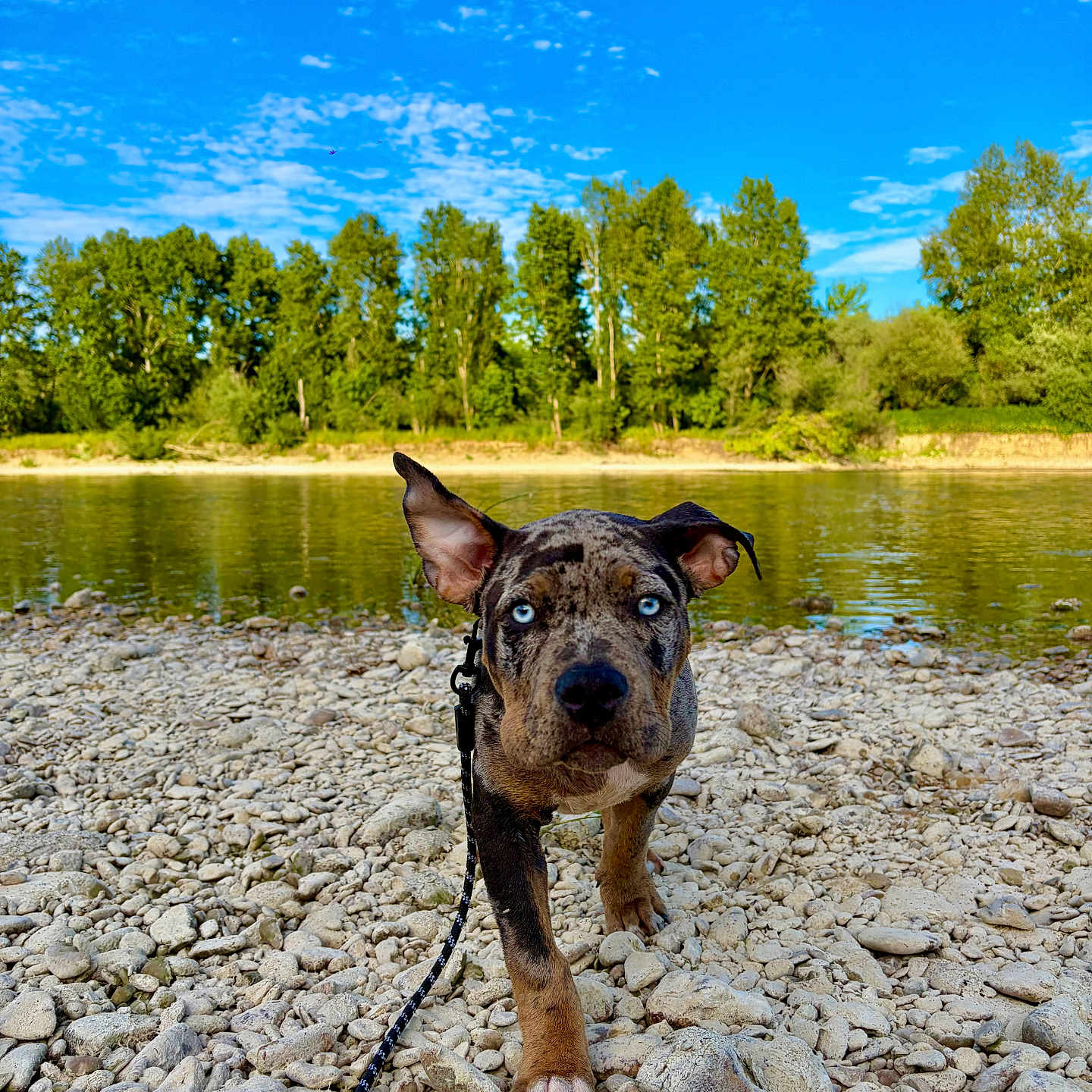 Blue a rejoint le concours — aidez-le/la à gagner de superbes lots ! dog, puppy, blue_eyes, river, rocks, outdoor, nature, trees, sky, clouds, leash, walking, water, daylight, animal, canine, adventure, landscape, pet, summer