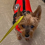 Munchkin joined the competition — help win amazing prizes! dog, pet, leash, red_jacket, small_dog, indoor, floor, curious, ears_up, brown_fur, animal, companion, walking, close_up, tile_floor, cute, domestic, friendly, sporty, puppy