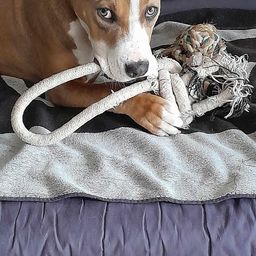Veasna a rejoint le concours — aidez-le/la à gagner de superbes lots ! accessories, animal, blanket, boxer, bulldog, canine, couch, cushion, dog, furniture, homedecor, hound, indoors, interiordesign, knot, leash, pet, puppy, rope, strap