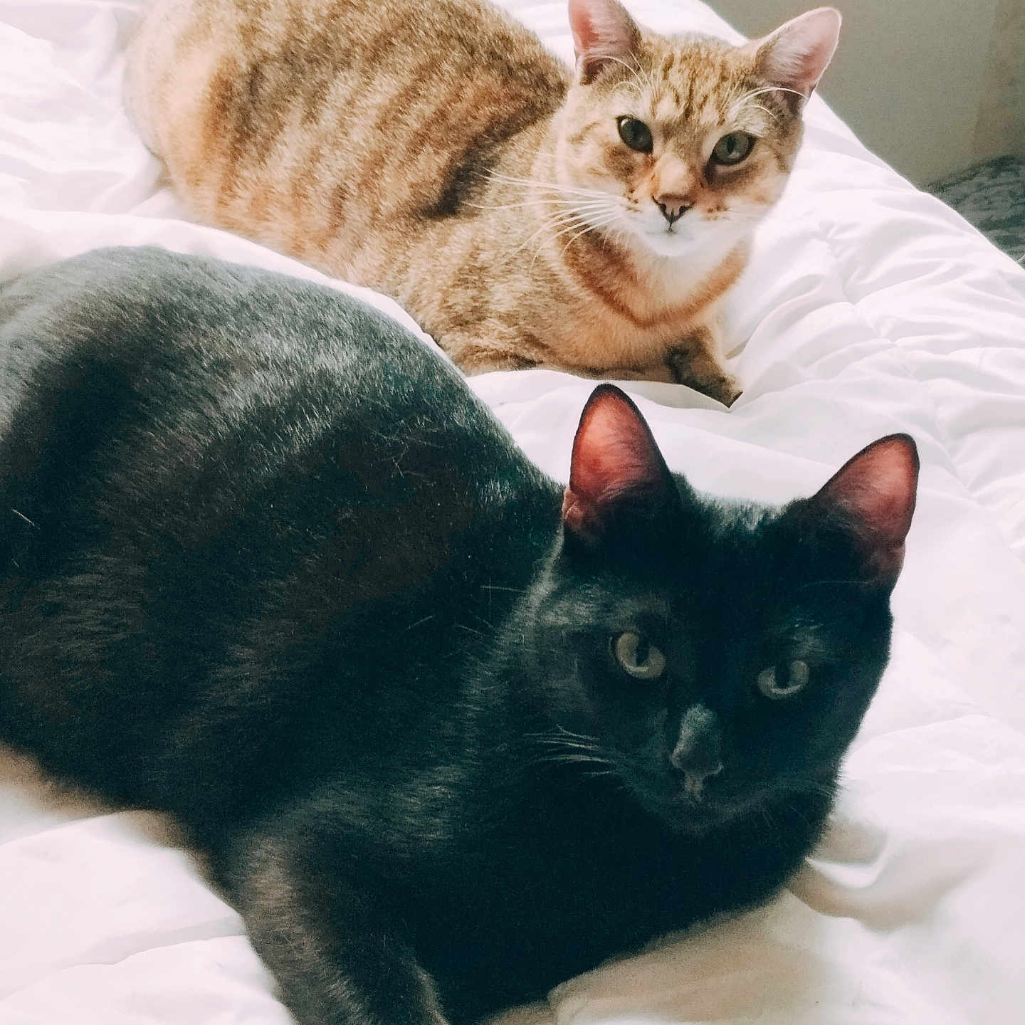 Zola Et Zouky participe au concours pour gagner de l'argent avec cette photo : animal, bed, black_cat, cat, cozy, cute, domestic_animal, ears, eyes, feline, fur, indoor, laying_down, pet, relaxed, resting, tabby_cat, two_animals, whiskers, white_bedspread