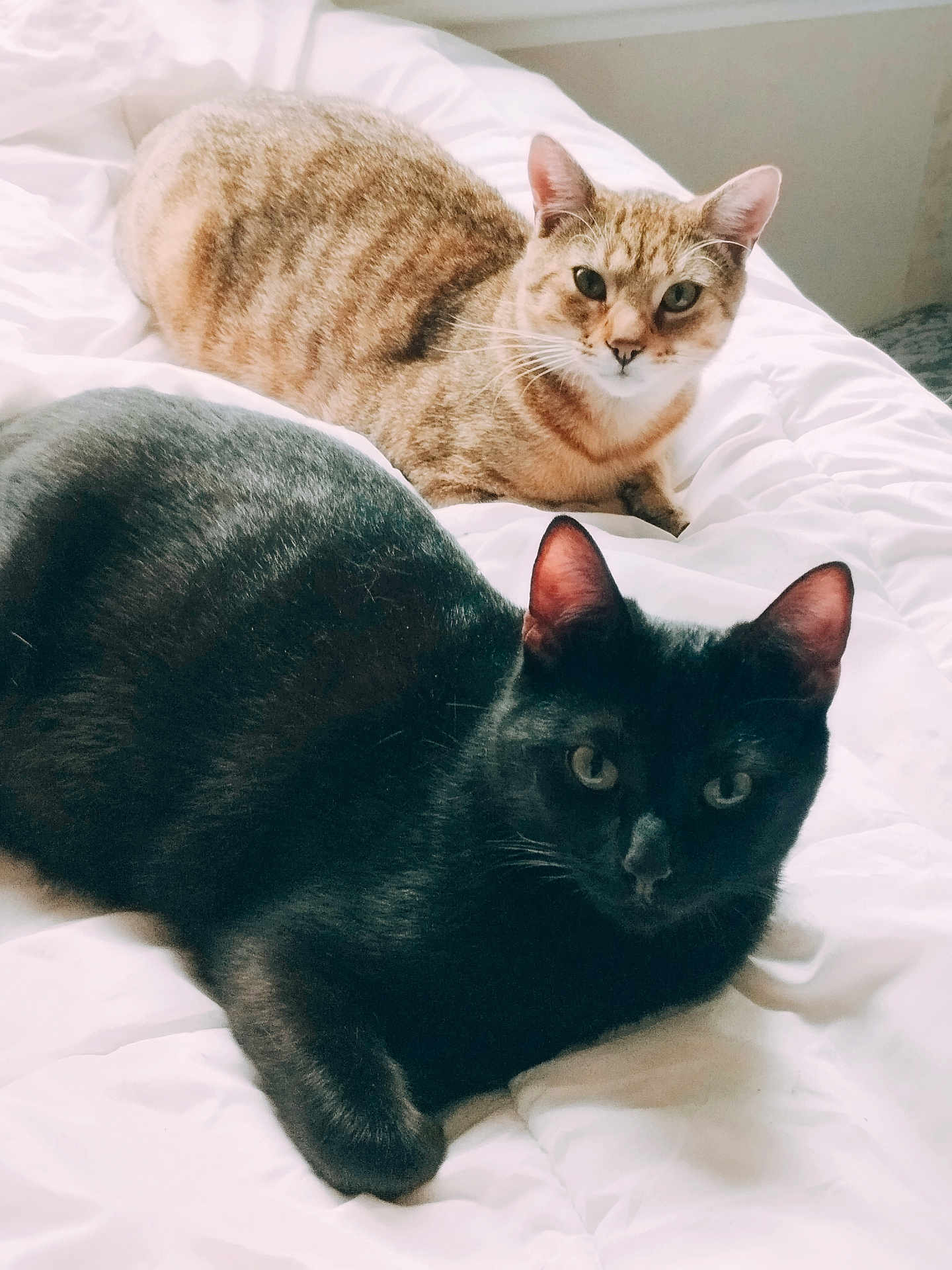 Zola Et Zouky participe au concours pour gagner de l'argent avec cette photo : animal, bed, black_cat, cat, cozy, cute, domestic_animal, ears, eyes, feline, fur, indoor, laying_down, pet, relaxed, resting, tabby_cat, two_animals, whiskers, white_bedspread