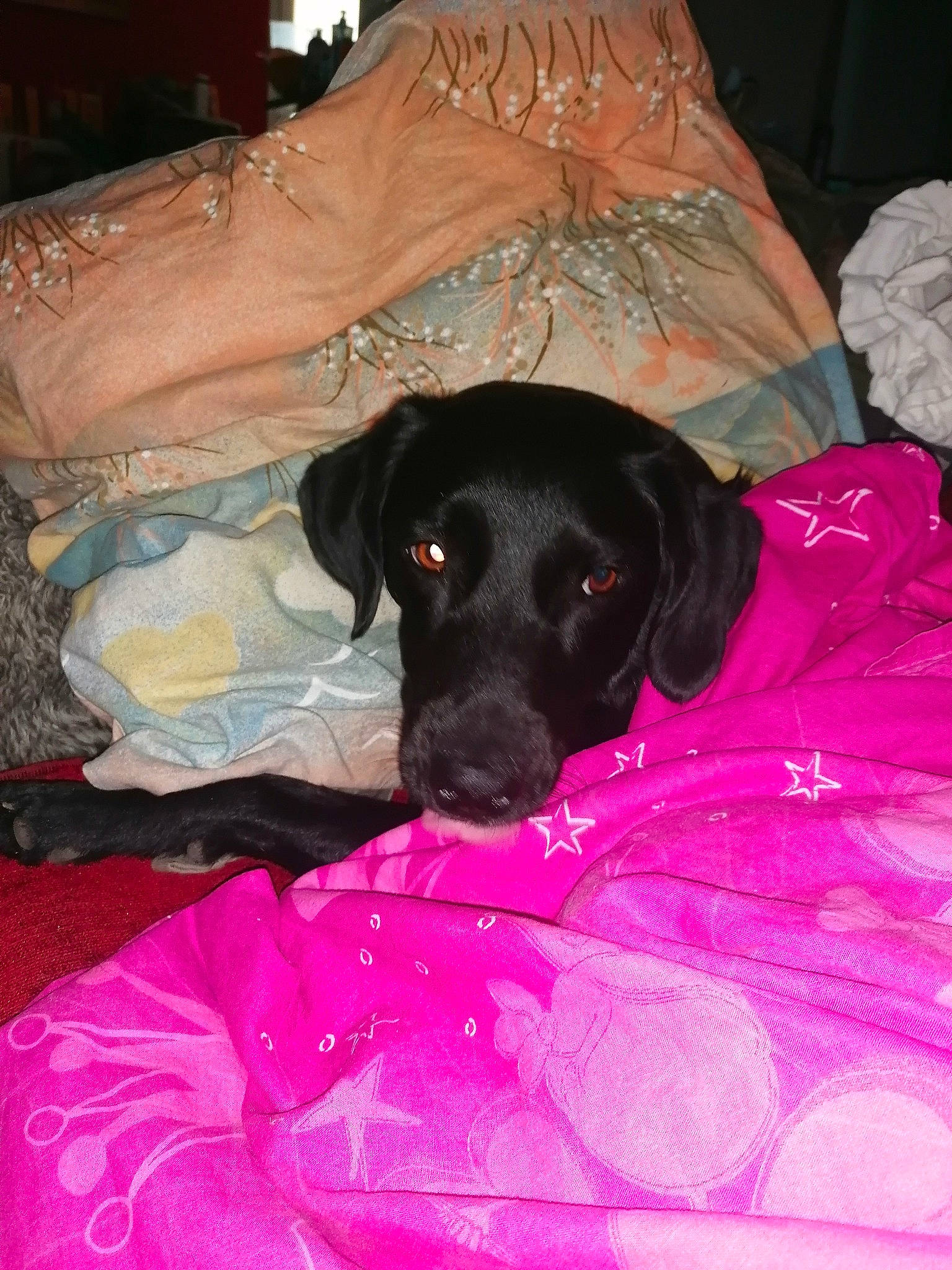 Flora a rejoint le concours — aidez-le/la à gagner de superbes lots ! bed, borador, canidae, carmine, carnivore, comfort, companion_dog, dog, dog_breed, dog_supply, fur, guard_dog, linens, magenta, pink, room, snout, sporting_group, terrestrial_animal, working_animal