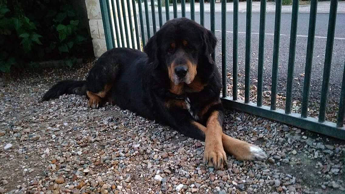 Gaia participe au concours pour gagner de l'argent avec cette photo : canidae, carnivore, companion_dog, dog, dog_breed, fence, grass, home_fencing, hunting_dog, metal, plant, snout, sporting_group, terrestrial_animal, working_dog