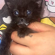 Sargent is registered to the contest to win money with this photo: kitten, black_cat, hand, milk, tattoo, close_up, animal, cute, pet, young, feline, indoor, person, shirt, cartoon, colorful, holding, face, eyes, small