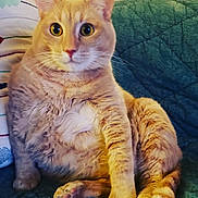 Squishi is registered to the contest to win money with this photo: cat, orange_tabby, pet, feline, animal, fur, whiskers, eyes, sitting, relaxed, indoor, quilted_blanket, couch, close_up, portrait, cute, domestic_cat, tabby_pattern, paw, furry