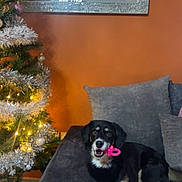 Maya participe au concours pour gagner de l'argent avec cette photo : animal, architecture, building, canine, chair, couch, cushion, dog, furniture, homedecor, husky, indoors, interiordesign, lighting, livingroom, pet, plant, puppy, room, tree