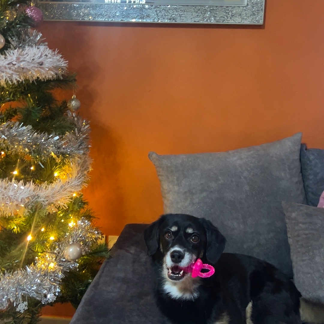 Maya
