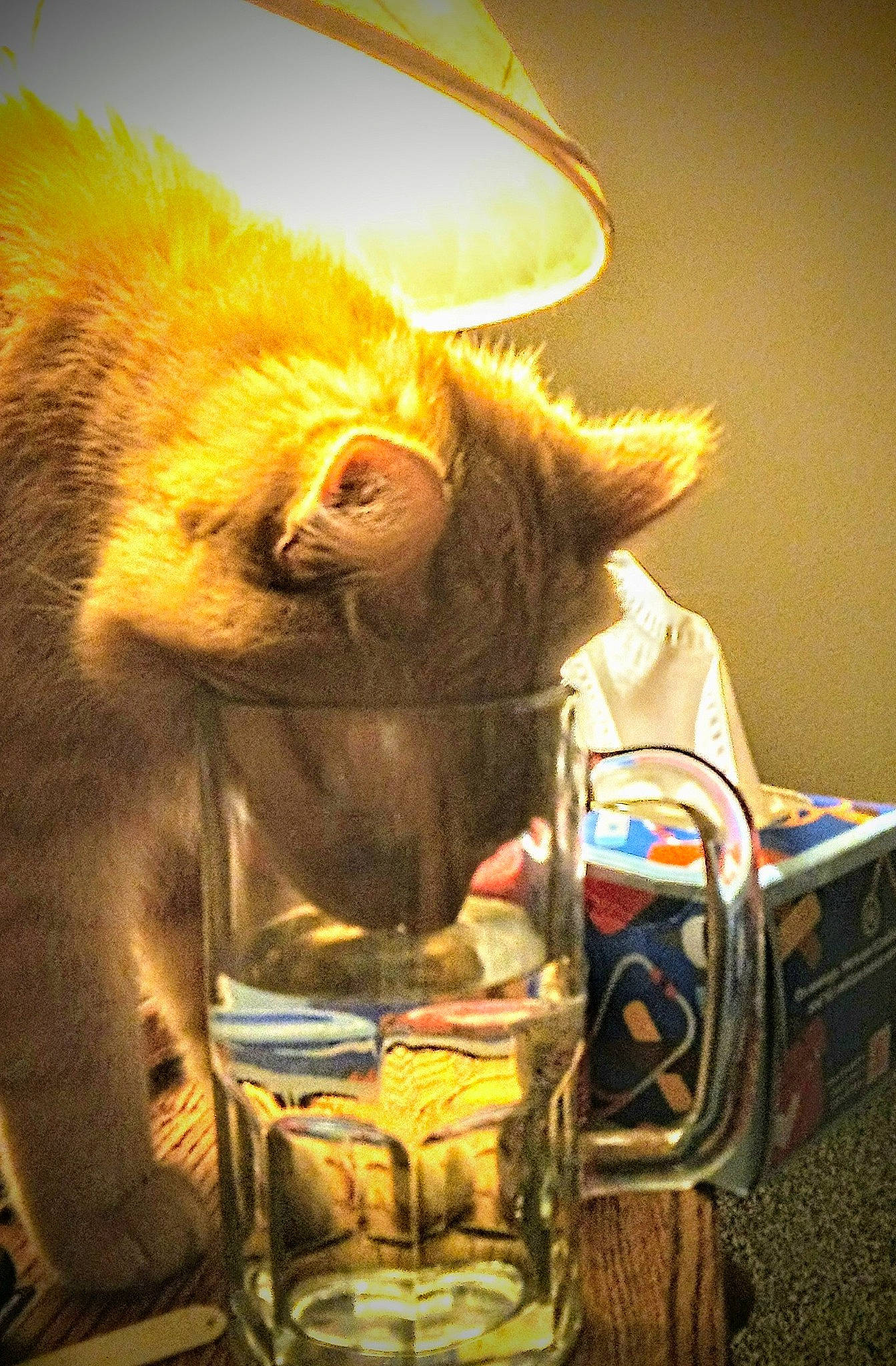 Louie is registered to the contest to win money with this photo: bag, carnivore, cat, eyewear, facial_hair, fawn, felidae, fictional_character, fun, fur, lighting, personal_protective_equipment, small_to_medium_sized_cats, snout, stuffed_toy, tail, teddy_bear, toy, whiskers, working_animal