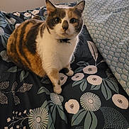 Maddy participe au concours pour gagner de l'argent avec cette photo : cat, calico, pet, animal, bed, bedding, floral_pattern, indoor, fur, whiskers, ears, paws, collar, curious, looking, domestic_cat, feline, resting, home, cute